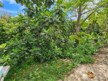 Load image into Gallery viewer, Opcionada Maricao, Vega Alta