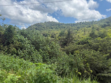 Load image into Gallery viewer, Barrio Perchas, Morovis