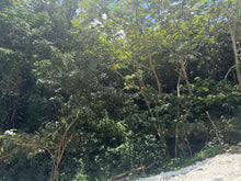 Load image into Gallery viewer, Barrio Perchas, Morovis