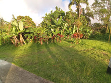 Load image into Gallery viewer, Solar, Barrio Guavate en Cayey