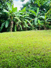 Load image into Gallery viewer, Bo. San Antonio, Sector El Salchichón, Caguas