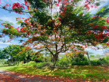 Load image into Gallery viewer, Sold Bo. Islote en Arecibo 1.10 Cuerdas