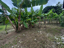 Load image into Gallery viewer, Barrio Daguao, Naguabo
